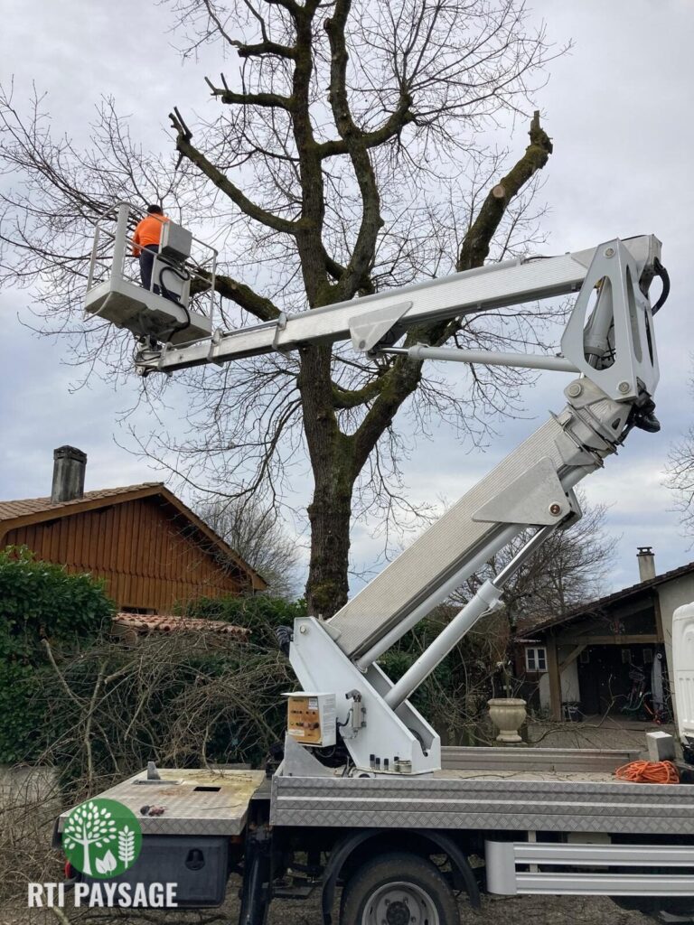 Intervention d’élagage sécurisée