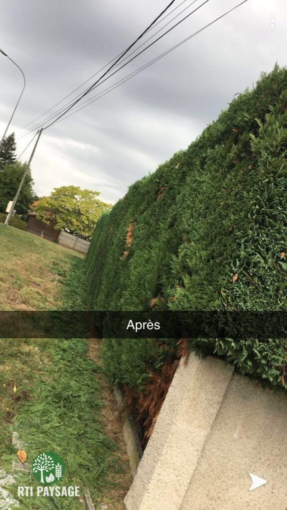 Taille de haies réalisé avec soin